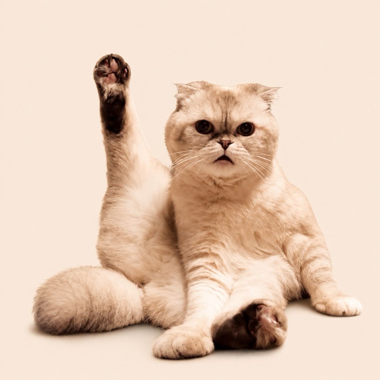 Olivia Benson sitting upright with a leg in the air