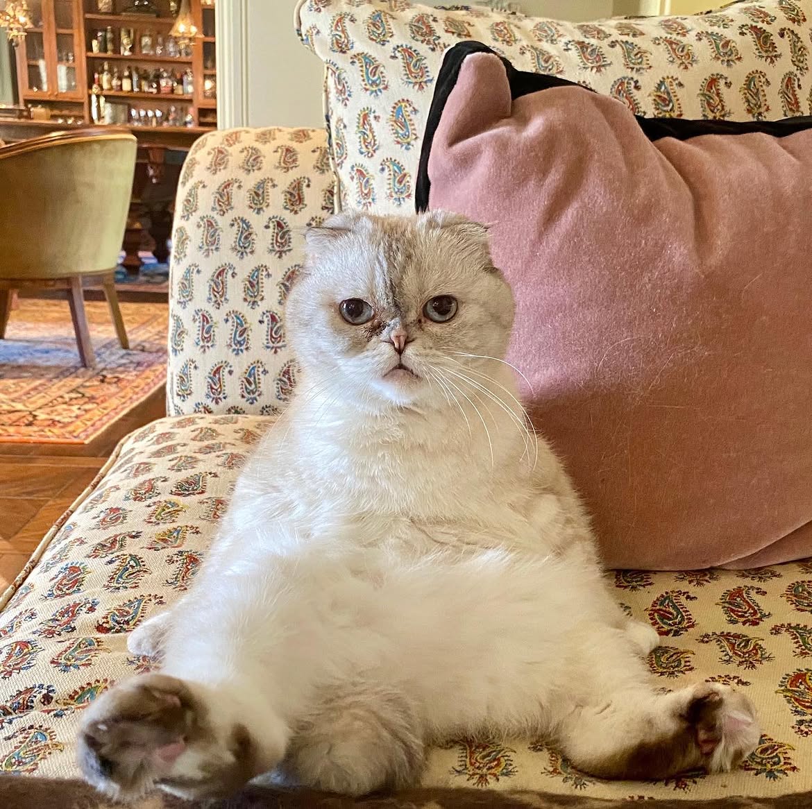 Olivia Benson lounging on a paisley armchair
